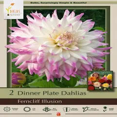 Ferncliff Illusion Dinnerplate Cacti Dahlia - 2 Root Clumps