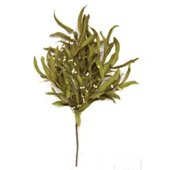 Herb Bush With Pip Berries