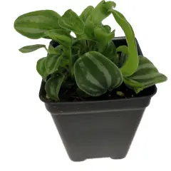 Sandersii Peperomia - 2.5" Pot
