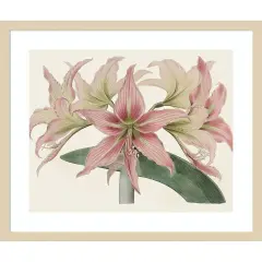 Amaryllis Varietals I by Bette Ridgeway Wood Framed Wall Art Print