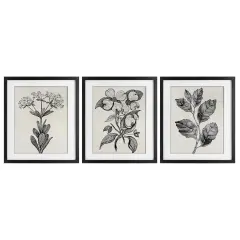 Stupell Industries Classic Natural Botanicals 3pc Framed Print Under Glass Set, design by Karen Smith