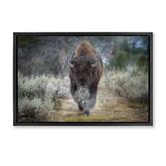 Stupell Industries Bison Stepping Photography Framed Floater Canvas Wall Art Design by Rick Berk