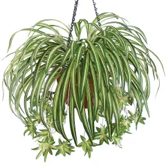 Collections Etc Realistic-Looking Hanging Spider Plant Bushes - Set of 3