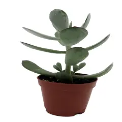 Pig's Ear Succulent Plant -Cotyledon Orbiculata - 2" Pot