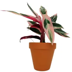 Tricolor Prayer Plant - Stromanthe triostar -4" Clay Pot - Live Plant
