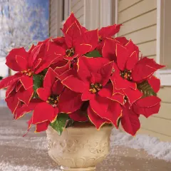 Collections Etc Glitter Poinsettia Bushes - Set of 3