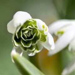 Hippolyta Flowering Snowdrops - 5 Bulbs - Galanthus nivalis - 6/+ cm Bulbs