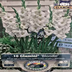 Blondie Glamini&reg; Gladiolus 10 Bulbs - NEW! - Petite - 10/12 cm