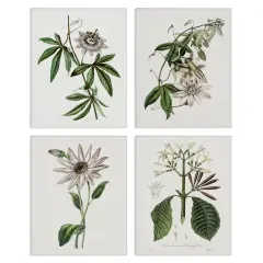 Stupell Industries Various Vintage Botanicals 4pc Canvas Set Design by CAD Design