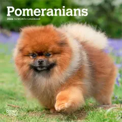 Pomeranians | 2026 7 x 14 Inch (Hanging) Monthly Mini Wall Calendar