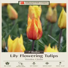 Vendee Globe Lily-Flowered Tulip 7 Bulbs - 12/+cm Bulbs
