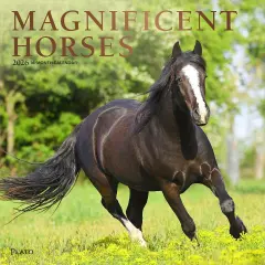 Magnificent Horses | 2026 12 x 24 Inch (Hanging) Monthly Square Wall Calendar | Foil Stamped Cover