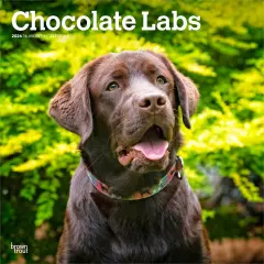 Chocolate Labrador Retrievers | 2026 12 x 24 Inch (Hanging) Monthly Square Wall Calendar | Plastic-Free