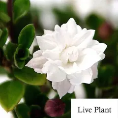 Double White Serissa Tree - 2.5" Pot - House Plant, Fairy Garden Plant, Bonsai