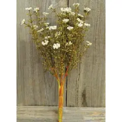 Fall Astilbe Bush Cream