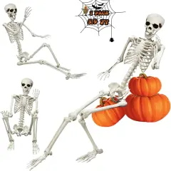 Life Size Poseable Skeleton for Halloween