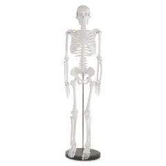 Richeson Skeleton Models - Half Size, 33-1/2" Tall