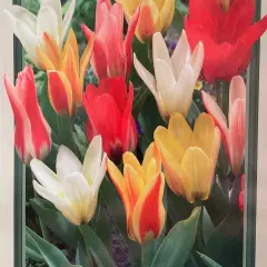 Valentine Mix Fosteriana Tulips - 7 Bulbs - 12/+cm Bulbs
