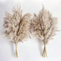 Pampas Grass Decor, Natural Dry Pampas Grass Small, Short Pampass Bulk for Farmhouse, Wall, Kitchen, Bedroom Decor, Office Decor