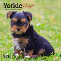 Yorkshire Terrier Puppies | 2026 7 x 14 Inch (Hanging) Monthly Mini Wall Calendar