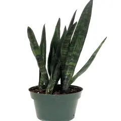 Snakeskin Snake Plant - Sansevieria - 6" Pot