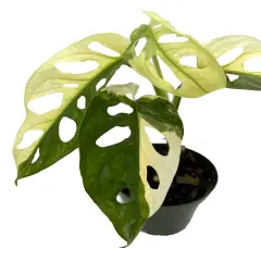 Exotic Variegated Swiss Cheese Plant - Monstera adansonii var - 4" Pot
