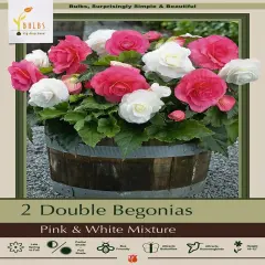 Pink and White Double Begonia Mix - 2 Bulbs 7/+cm