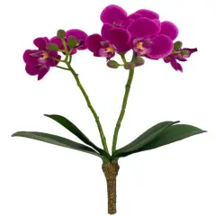 Phalaenopsis Spray 16" - 3 Packs