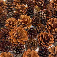 Cinnamon Pine Cones Scented Variety - 2lb over 80 Small Cinnamon Pinecones Decor - Rustic Christmas Decor - Mini Pinecones for Crafts - Pine Cone Ornaments - Small Pinecones for Crafts