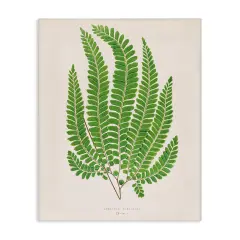Stupell Industries Cottage Ferns Study Canvas Design by Phillipa Katz