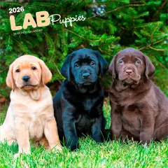 Labrador Retriever Puppies | 2026 12 x 24 Inch (Hanging) Monthly Square Wall Calendar | Plastic-Free