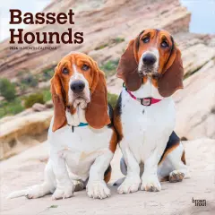 Basset Hounds | 2026 12 x 24 Inch (Hanging) Monthly Square Wall Calendar | Plastic-Free