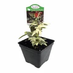 Mini Easter English Ivy - 2.5" Pot - Terrarium/Fairy Garden/House Plant