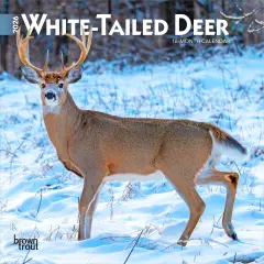 White Tailed Deer | 2026 7 x 14 Inch (Hanging) Monthly Mini Wall Calendar