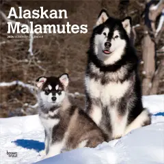 Alaskan Malamutes | 2026 12 x 24 Inch (Hanging) Monthly Square Wall Calendar | Plastic-Free