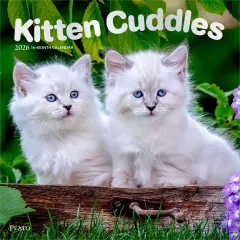 Kitten Cuddles | 2026 12 x 24 Inch (Hanging) Monthly Square Wall Calendar | Foil Stamped Cover