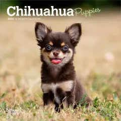 Chihuahua Puppies | 2026 7 x 14 Inch (Hanging) Monthly Mini Wall Calendar
