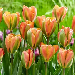 Orange Marmalade Viridiflora Tulip - 5 Bulbs - 12/+ cm Bulb