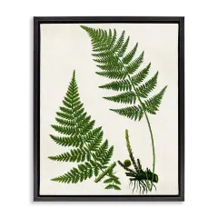 Stupell Industries Two Ferns Nature Study Floater Framed Canvas Wall Art Design by Susan Arnot
