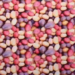 Mook Fabrics Fruit-Vegetables Cotton Fabric [45 in. Wide] - By The Yard Potatoes