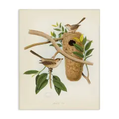 Stupell Industries Vintage Bird House Study Canvas Wall Art Design by Tina Higgins Designs, Inc.