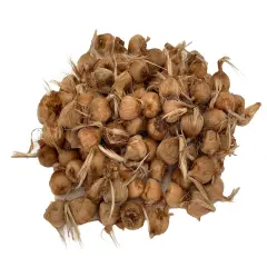 Saffron Crocus 100 Bulbs + Saffron Bulb Food - Crocus Sativus