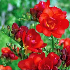 Double Red Freesia 20 Bulbs - Fragrant - 6/+ cm Bulbs