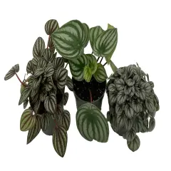 Peperomia Assortment - 3 Pack in 4" Pots