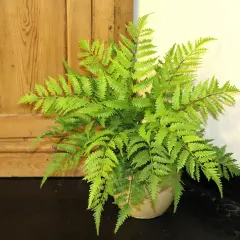2PC All Weather Boston Fern Plant With 7 Silk Fronds - 28" Wide