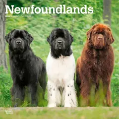 Newfoundlands | 2026 12 x 24 Inch (Hanging) Monthly Square Wall Calendar | Plastic-Free