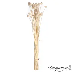 Uniquewise Preserved Real Floral Stems Chic Vase Fillers & Accents for Bouquets Centerpieces & Ornamental Displays Ideal for Home Office Boutique Cafe Resto Bar and Event Decor Ow billy buttons