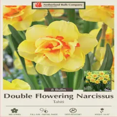 Tahiti Double Daffodil/Narcissus 7 Bulbs - 14/16 cm Bulbs