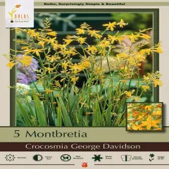 George Davidson Crocosmia - 5 Bulbs 8/10 cm - Very Hardy