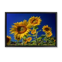 Stupell Industries Bright Sunflowers with Blue Sky Framed Floater Canvas Wall Art Design by Rick Berk